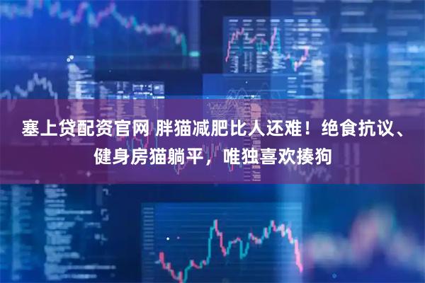 塞上贷配资官网 胖猫减肥比人还难！绝食抗议、健身房猫躺平，唯独喜欢揍狗